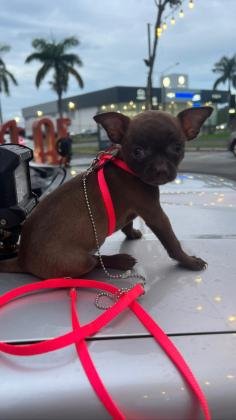 Chihuahua cabeza de manzana