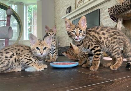 Savannah gatito, serval, caracal disponible