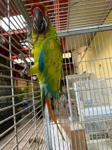 Guacamaya verde militar