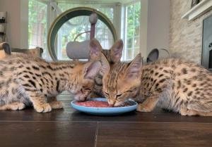Savannah gatito, serval, caracal disponible