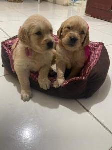 Se venden cachorros de raza pura