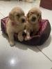 Se venden cachorros de raza pura