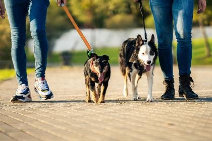 Mascotas en Panamá: Anuncios de Adopción, Accesorios y Cuidado para tus Compañeros Peludos