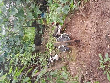 Patos Criollos