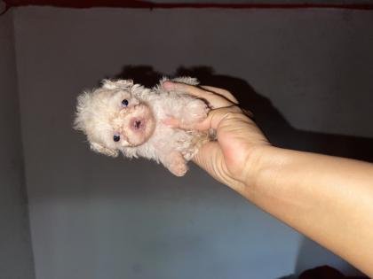 French Poodle mini toy