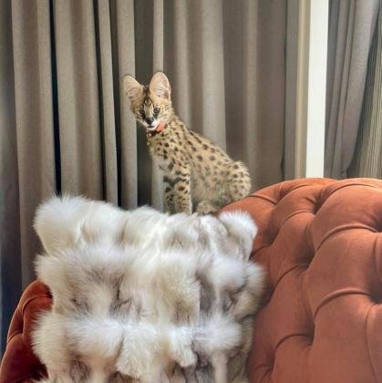 Gatitos sabana, serval y caracal disponibles
