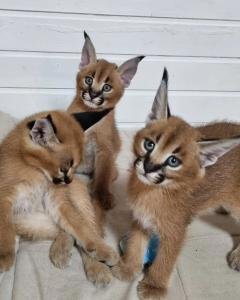Gatitos sabana, serval y caracal disponibles