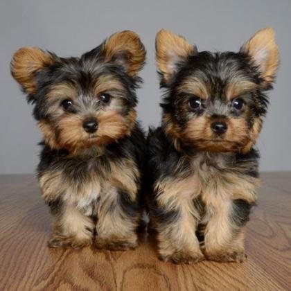 Dos adorables cachorros yorkie necesitan un nuevo hogar. Estamos colocando nuestros lindos cachorros yorkie machos y hembras en adopción para cualquie
