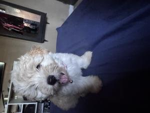 Cachorro poddle toy hembra