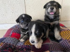 Adorables cachorros Labsky