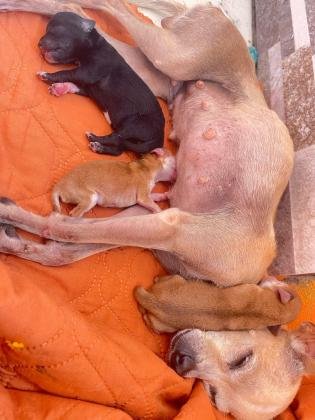 Chihuahua