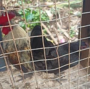 Vendo pareja de kikiriquis