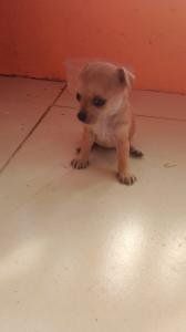 Chihuahua