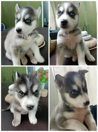 Husky Siberiano