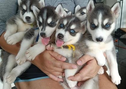 Husky Siberiano