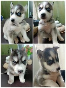 Husky Siberiano