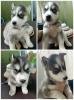 Husky Siberiano