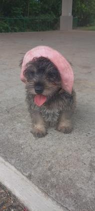 Cachorros mini schnauzer