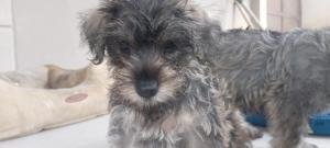 Cachorros mini schnauzer