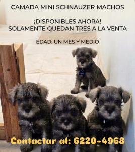 SCHNAUZER MINI CACHORROS MACHO EN VENTA